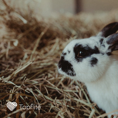 Pet Rabbit Quick Care Guide | Topflite