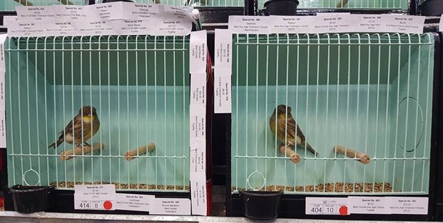 Medal winning birds