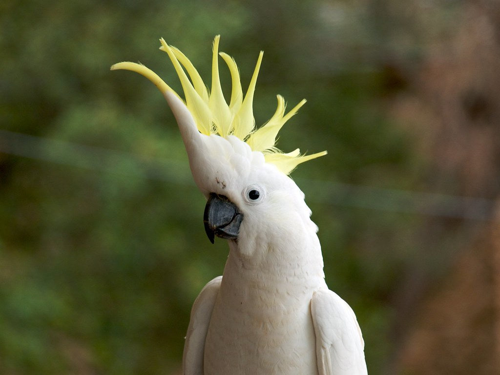 Shake your tail feather!