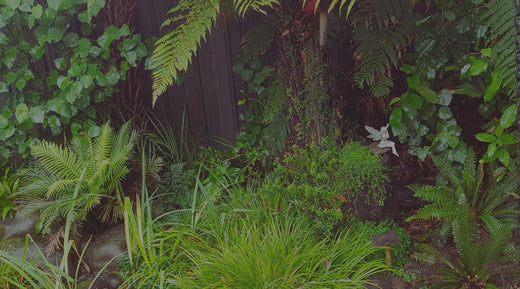 Amberwood: A lush garden haven for birds and bugs