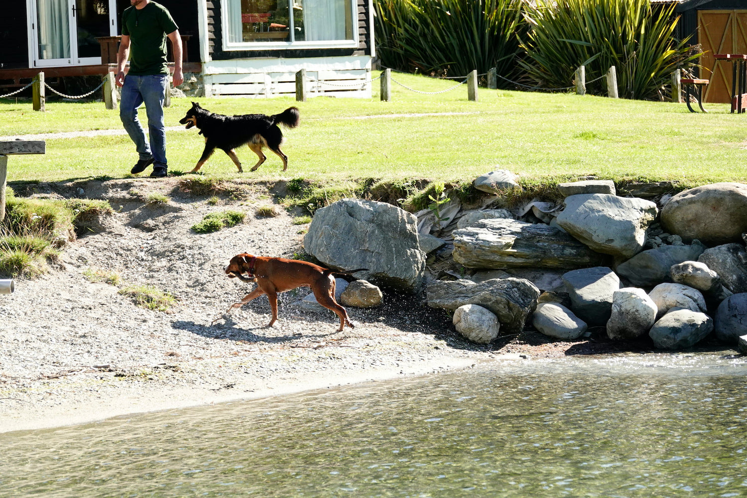 Are you set for a dog-friendly summer?