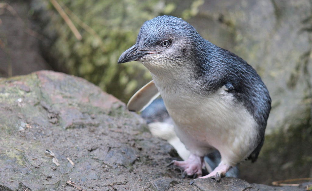 Caring for the kororā