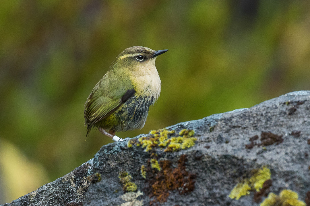 Our world of nature - Kākāpō, Rock Wren & Flint the Dog