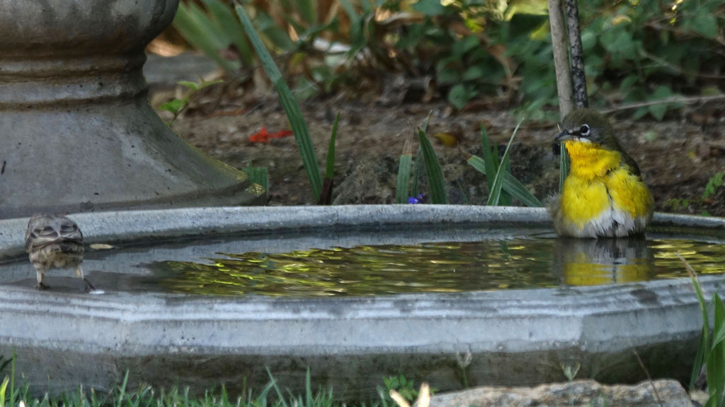 Splish Splash: Make Your Own Bird Bath