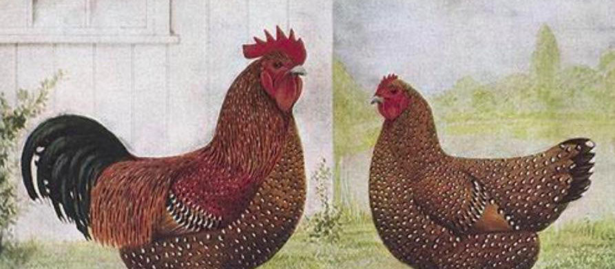 A feather in Dunedin’s cap