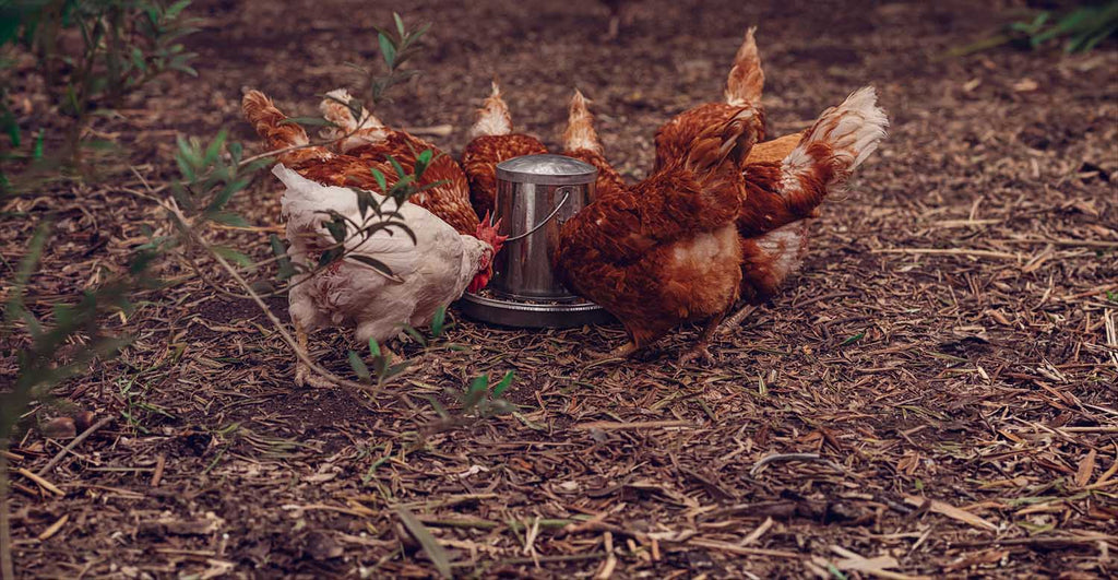 Grit, gizzards and good eggs
