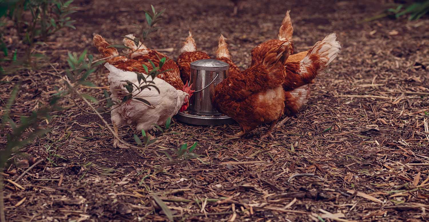 Grit, gizzards and good eggs