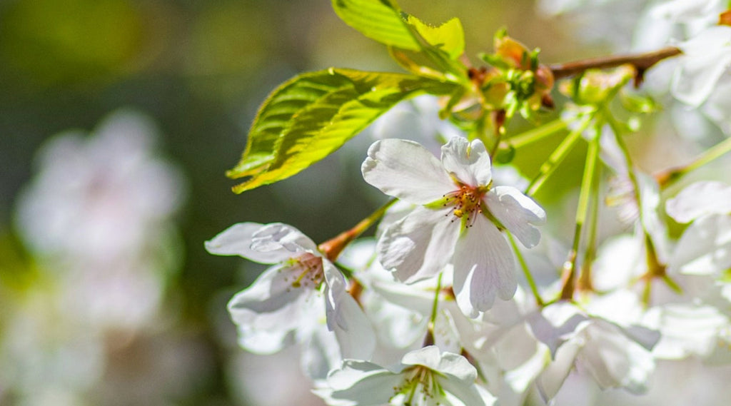 A white spring flower in blossum.