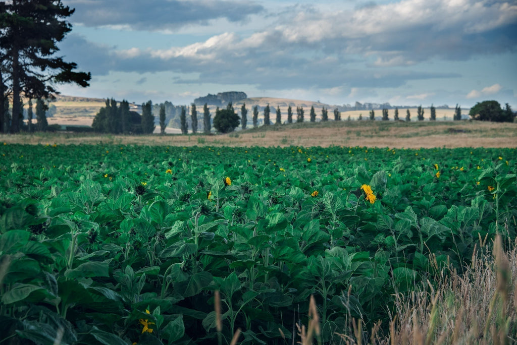 Meet the Grower: Pete Mitchell