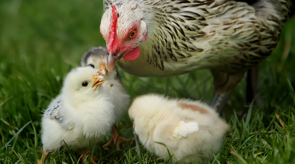 A mother hen and two chicks on a grass lawn