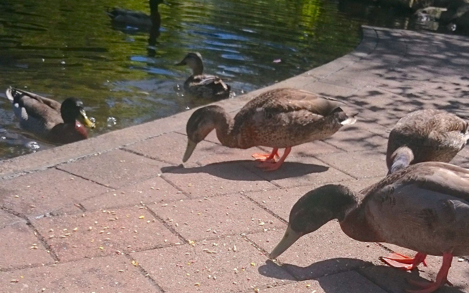 Ducks at a duck pond