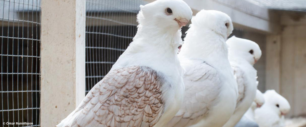 Regional winners of every breed and colour flock to Christchurch