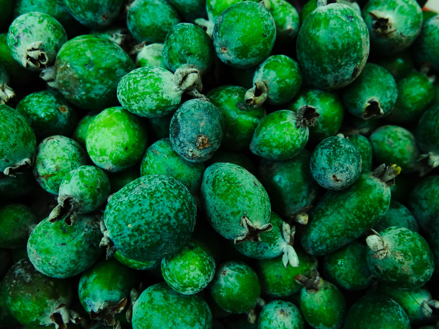 Backyard Bounty: Feijoas