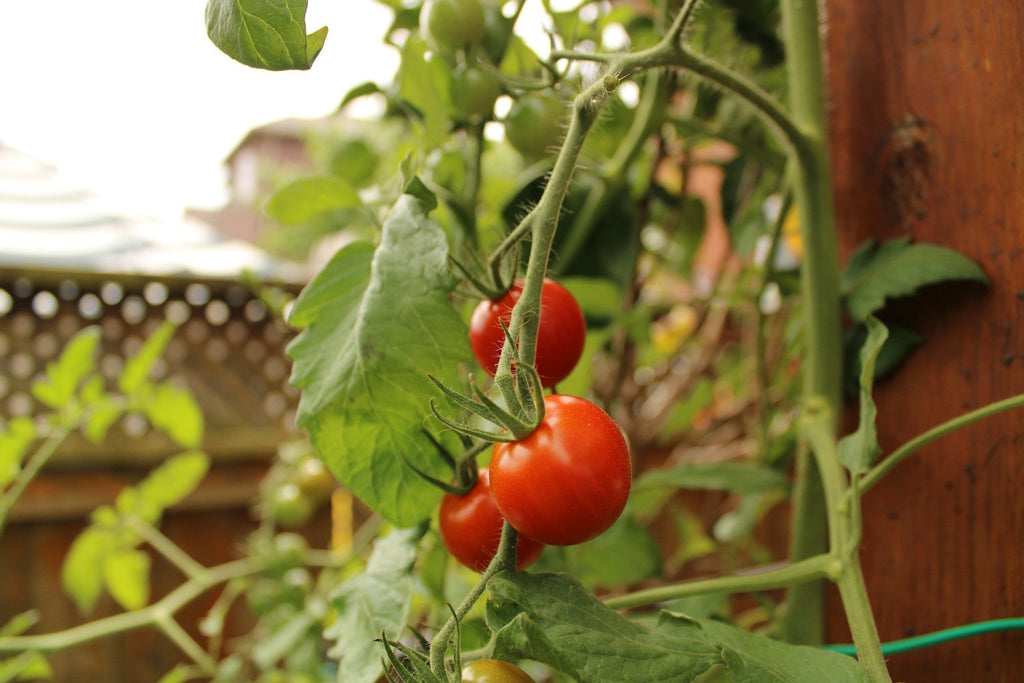 Backyard Bounty: Tomatoes