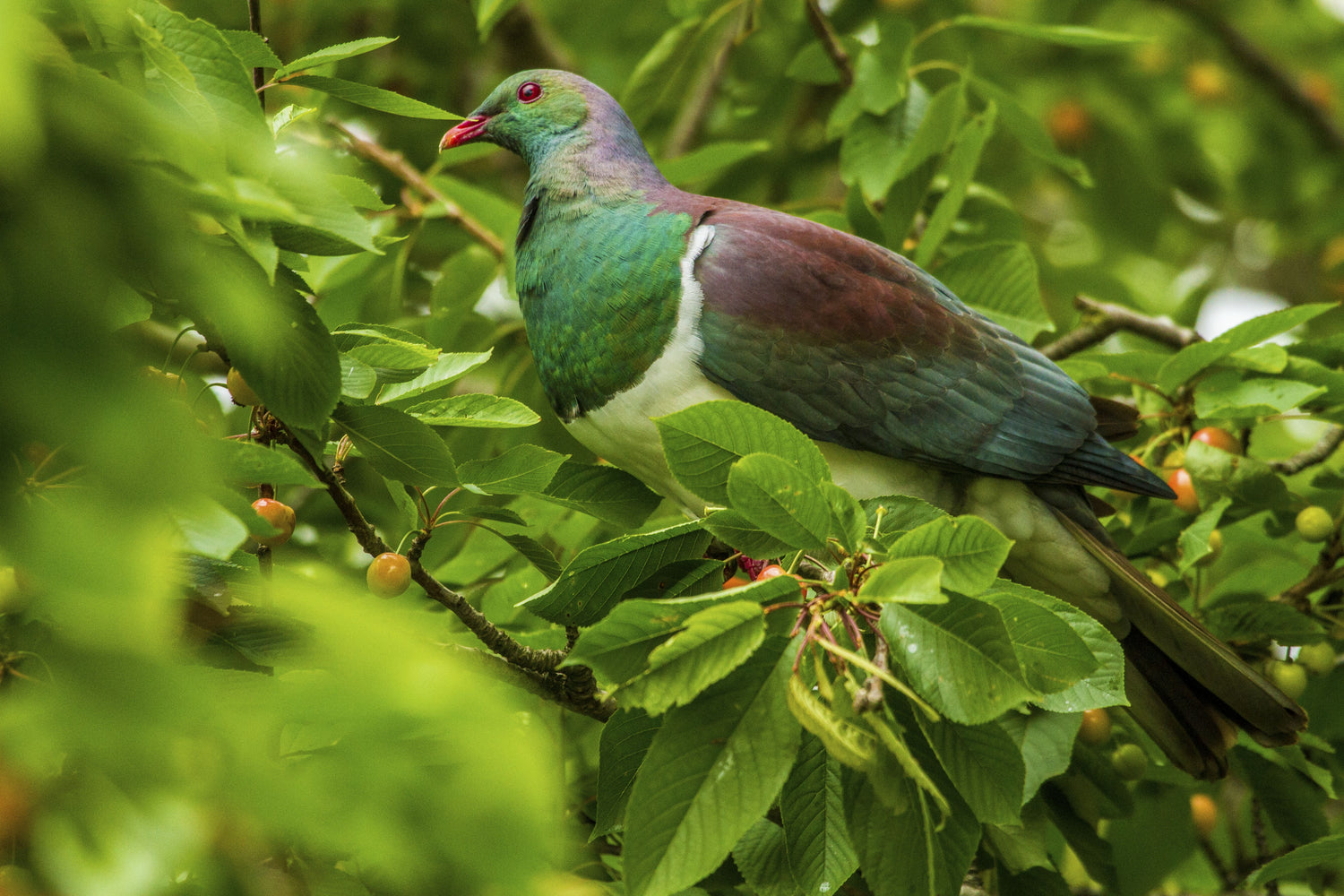 Are you all ears? How to recognise five common New Zealand bird calls