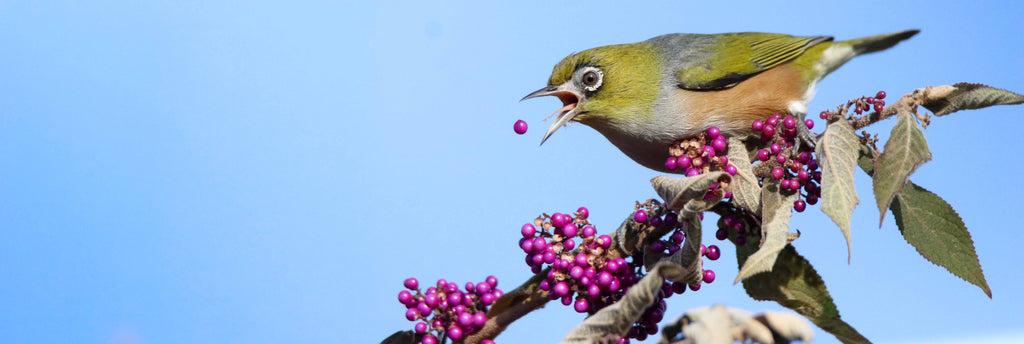What to consider before feeding native birds