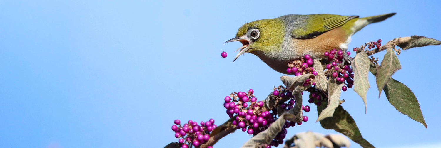 What to consider before feeding native birds