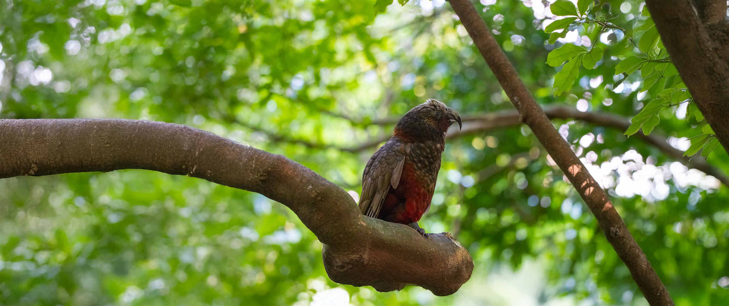 Meet the kākā