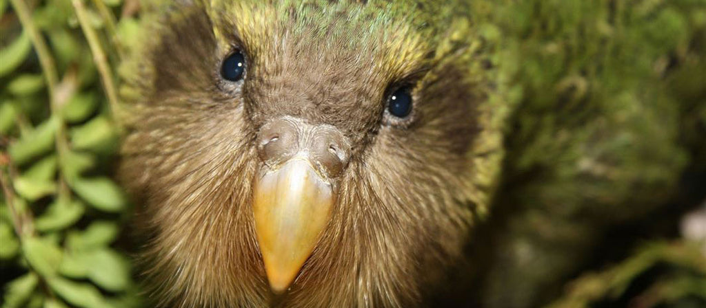 Kākāpō soars…