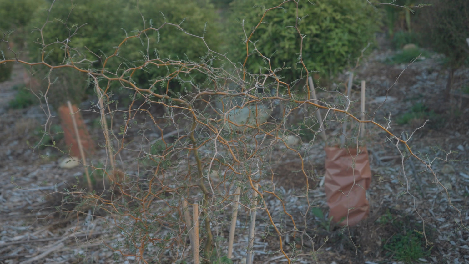 Grow your own native plants for native birds