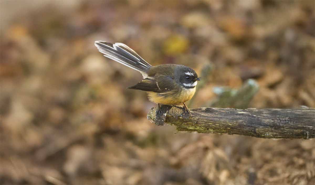 Meet the pīwakawaka