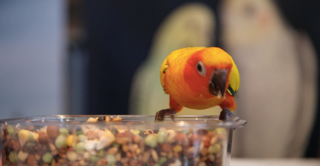 Cause for celebration