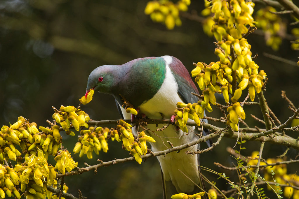 We’re all a-twitter over the findings from the 2021 NZ Garden Bird Survey!