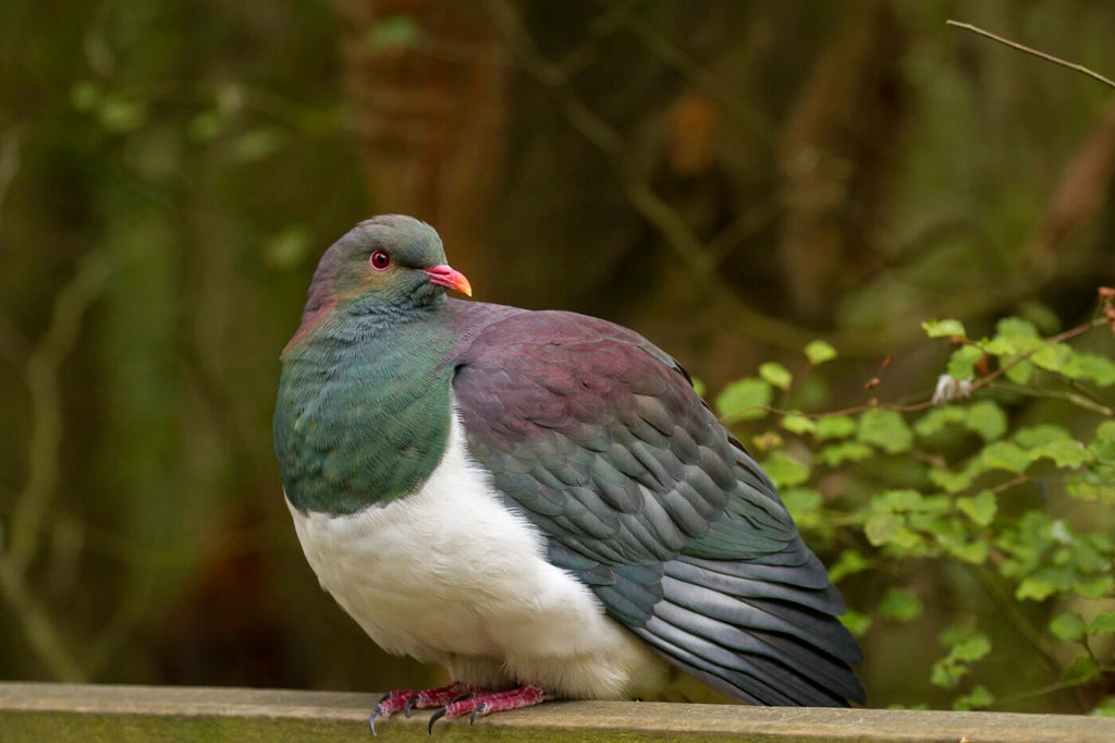Meet the kererū