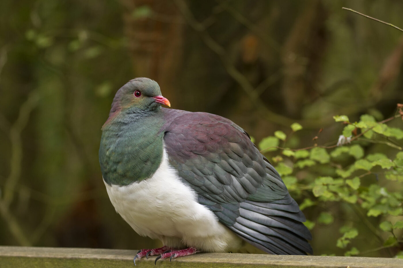Meet the kererū
