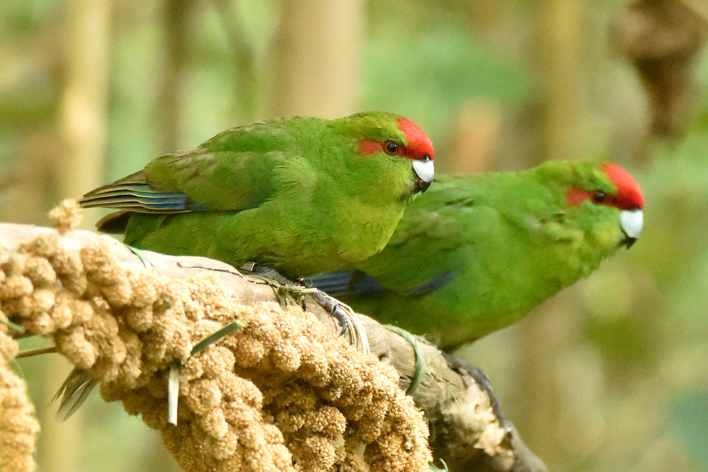 In tune with nature: Project Island Song