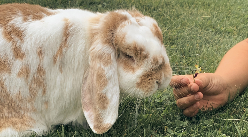 Pet ambition: So the kids want a pet rabbit or guinea pig...