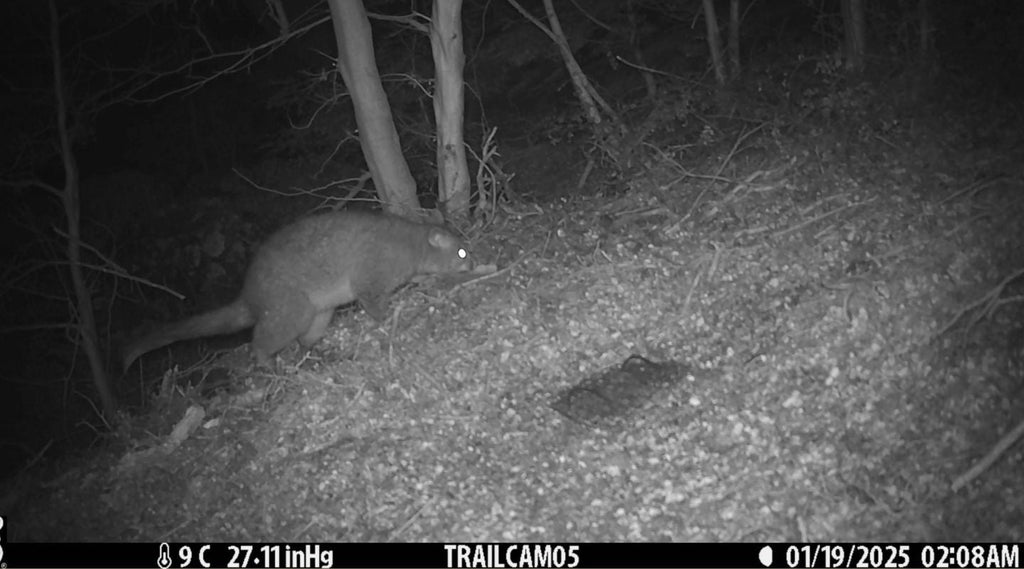 Winter trapping tips with the Whakatipu Wildlife Trust
