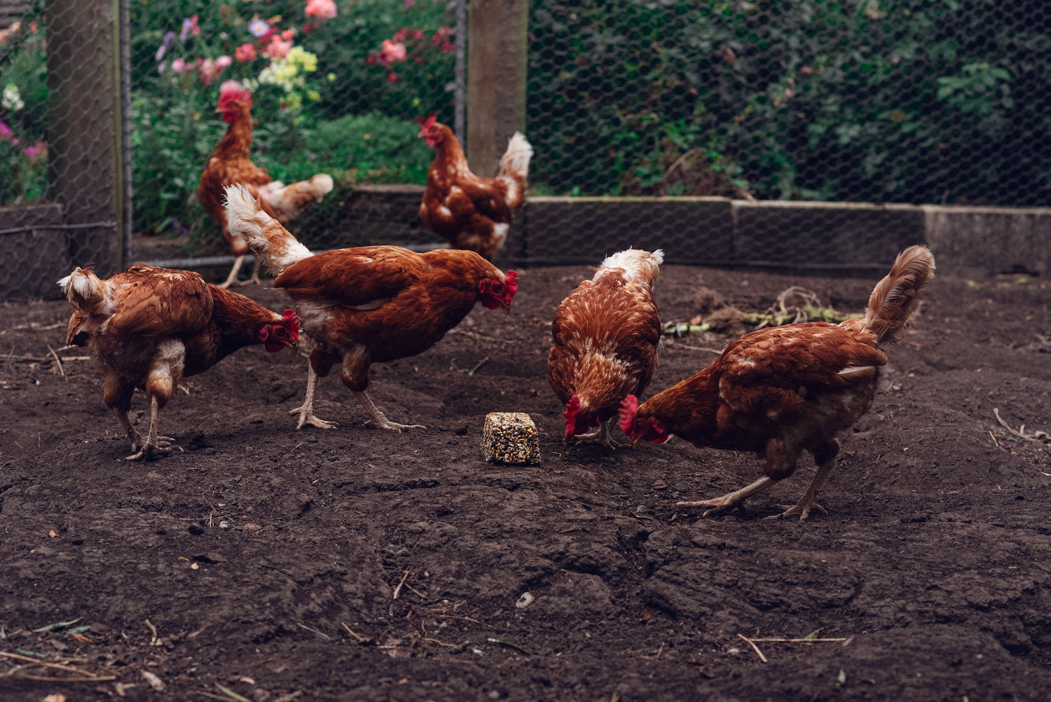 Chickens eating Topflite Poultry Pecker 