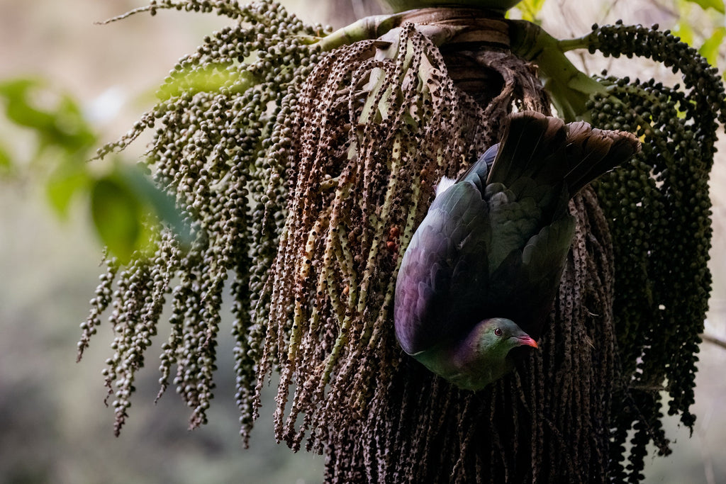 New Zealand Garden Bird Survey