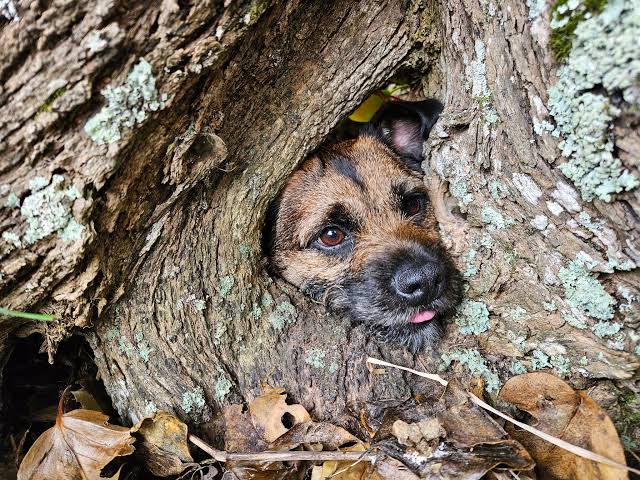 Scout sniffing for possums