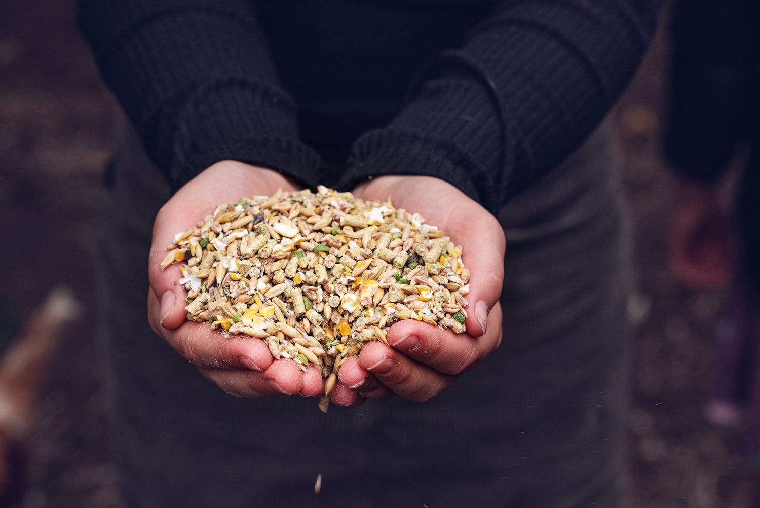 Scratch & Lay: Best in Show