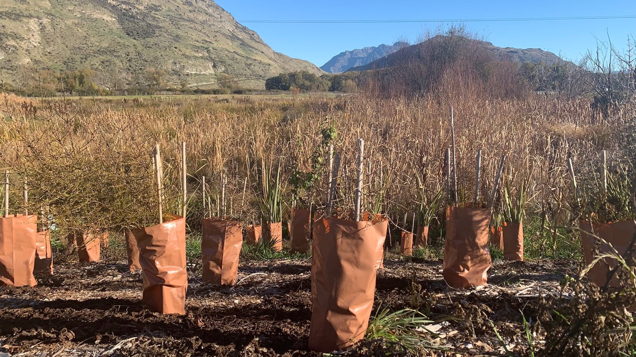 Good Eggs: Whakatipu Reforestation Trust & Shotover Primary School