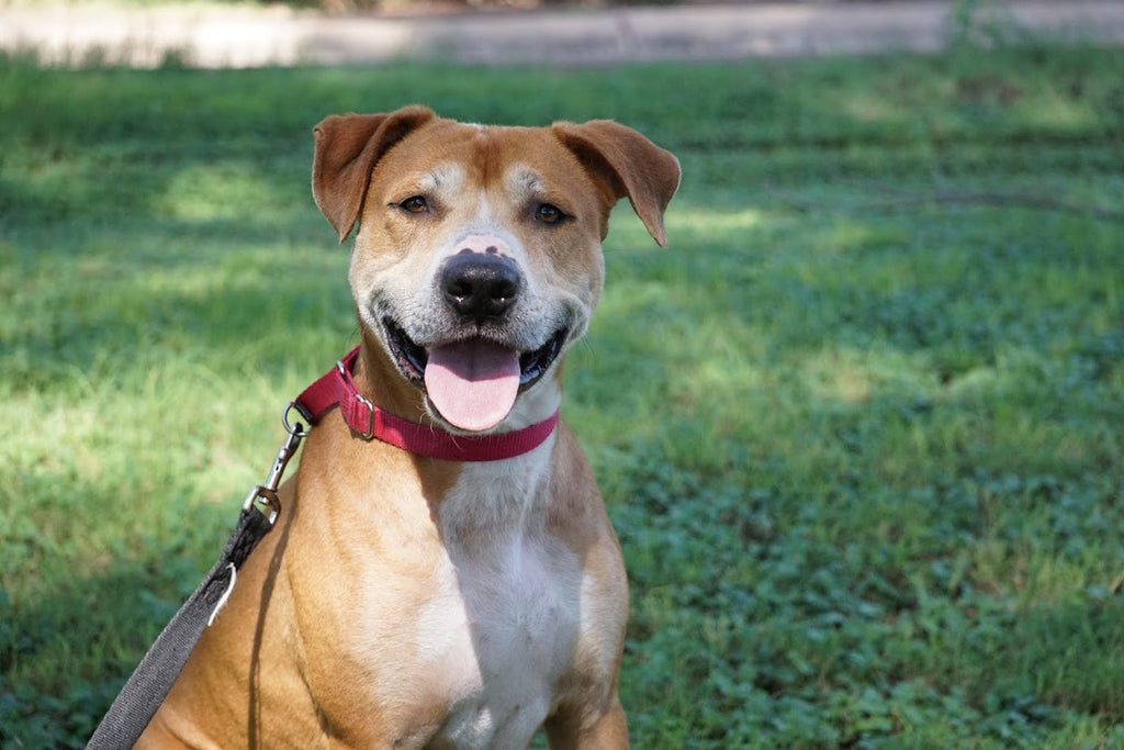 Our world of nature: Happy Kākāpo, fossil finds, smiling dogs and more…