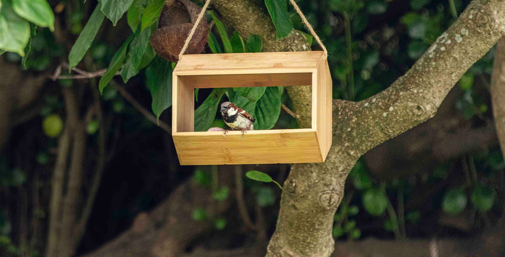 Autumn tips for welcoming back garden birds