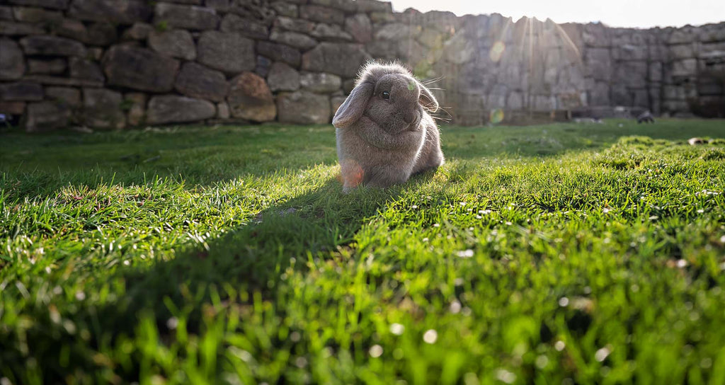 In search of the golden poo