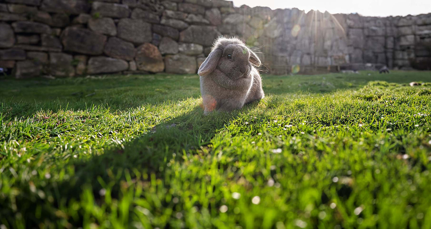 In search of the golden poo