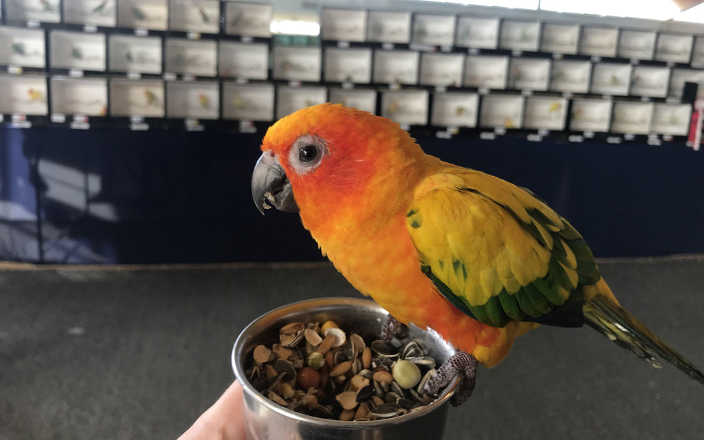 Show winners flying high