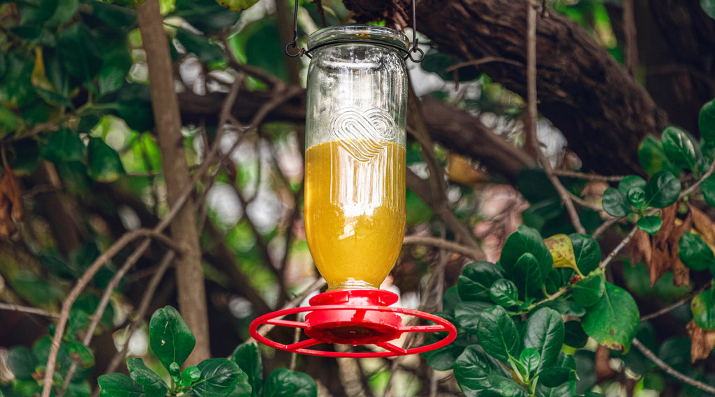 Topflite's Nectar Feeder - for New Zealand's native birds