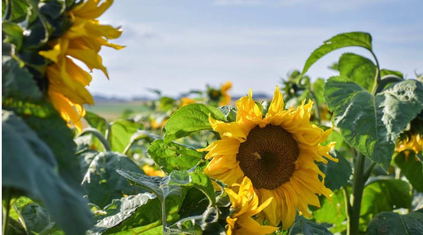 Sunflowers | Grown in Oamaru, New Zealand - Topflite NZ