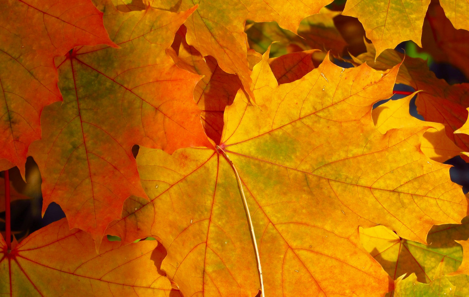 Autumn is for composters: tips for turning garden waste into gold
