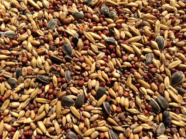 Sowing seeds