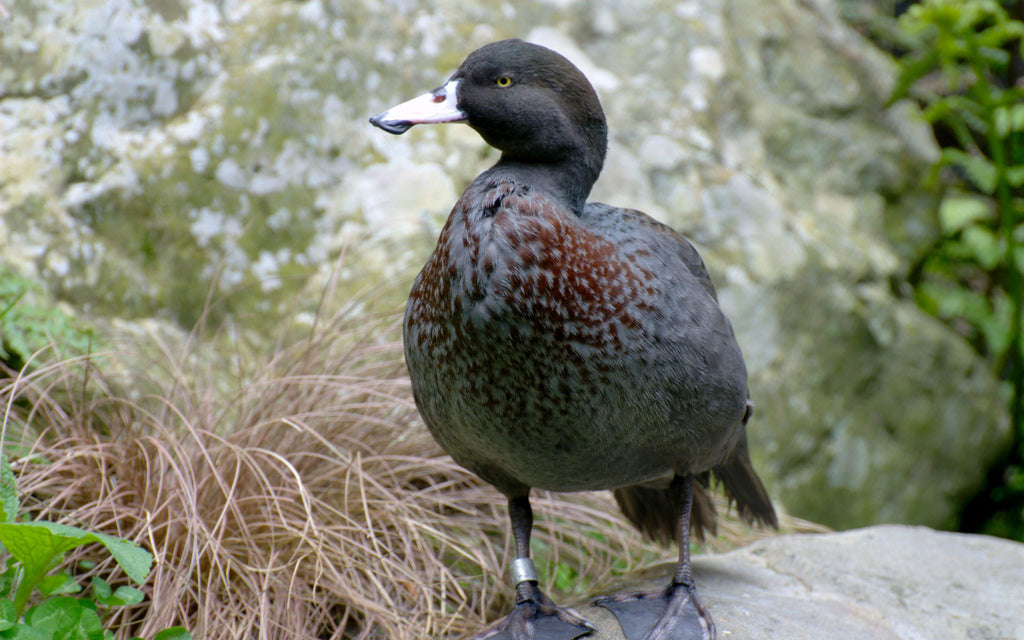 Learning to love the whio