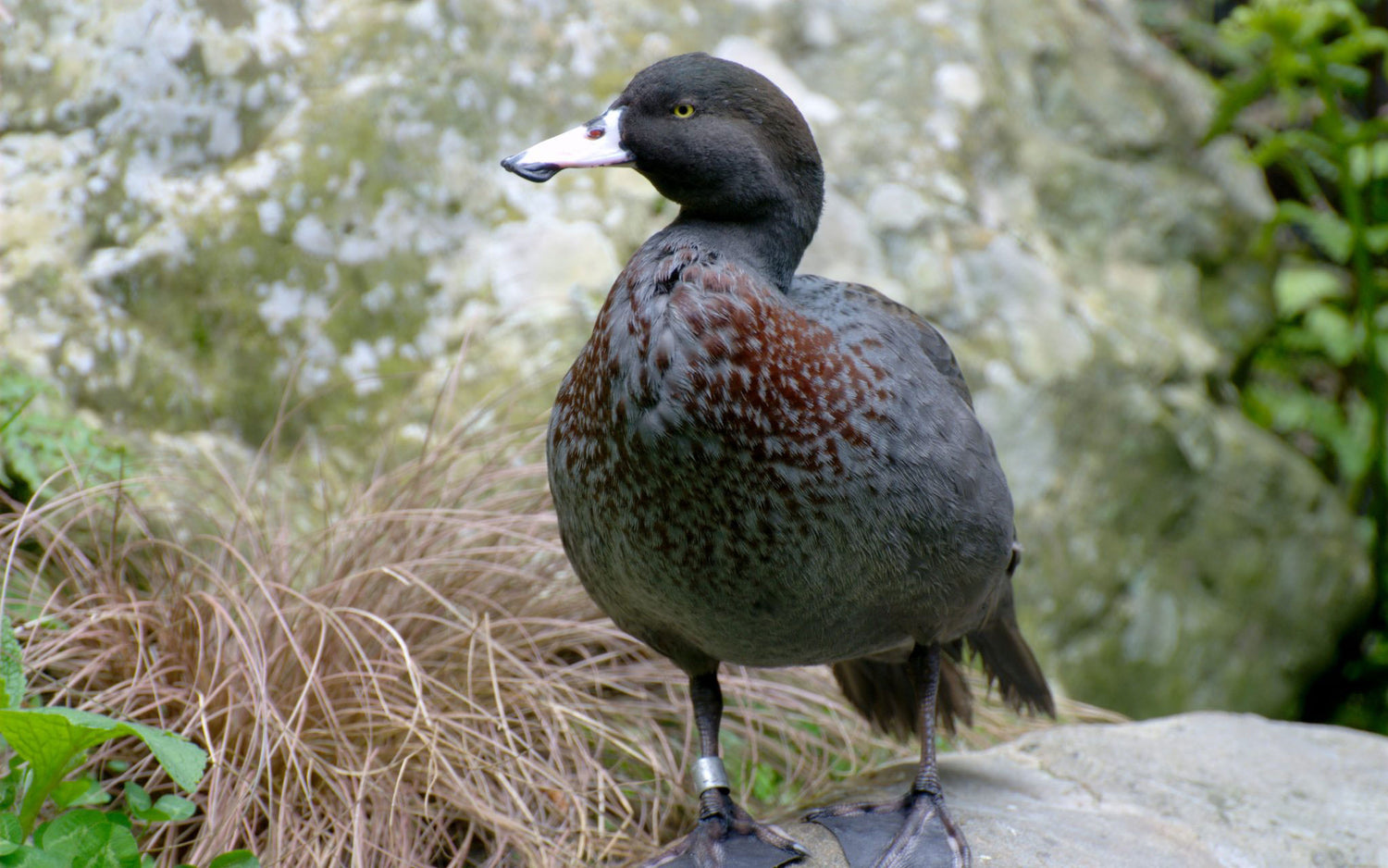 Learning to love the whio