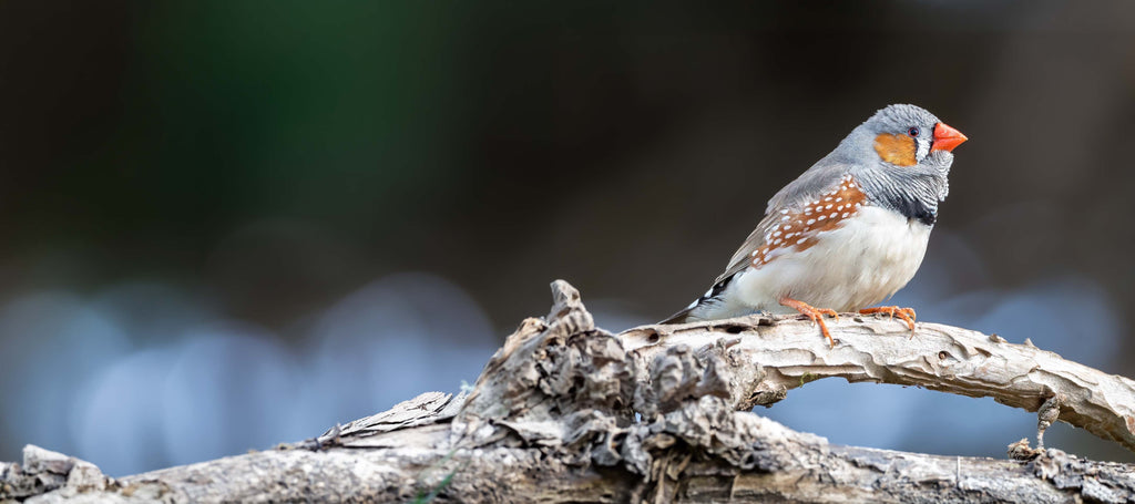 What to Feed Your Aviary Finch: A Nutrition Guide