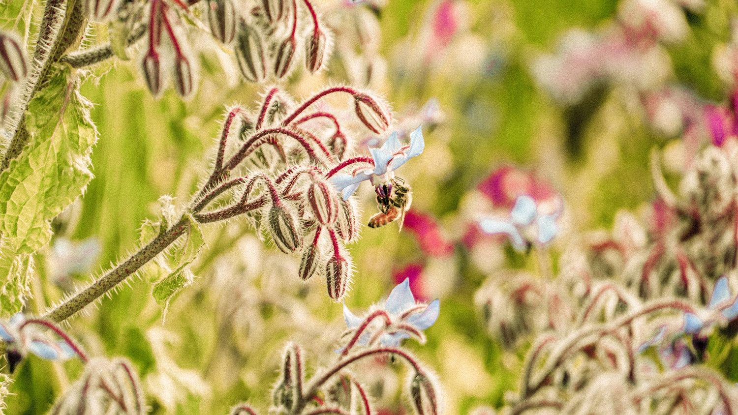 How to make your garden spring for Spring